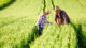agriculture canada happy
