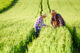 agriculture canada happy