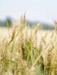 Sales halls Supplier export image Agriculture & Agrifood