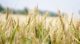 Sales halls Supplier export image Agriculture & Agrifood