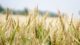 Sales halls Supplier export image Agriculture & Agrifood