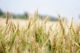 Sales halls Supplier export image Agriculture & Agrifood