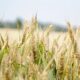 Sales halls Supplier export image Agriculture & Agrifood
